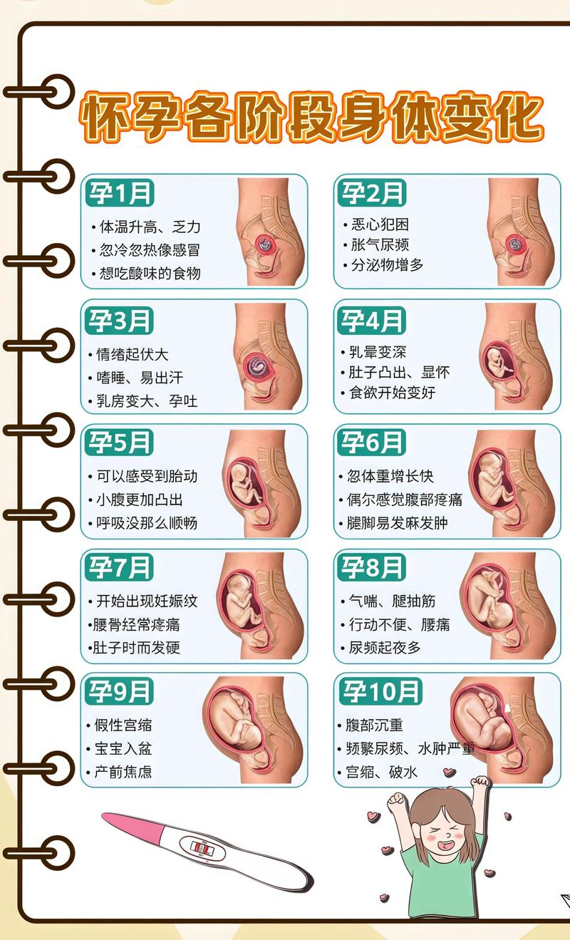 揭秘供卵代孕妈妈怀孕小腹分两节，孕期变化的奥秘达州代生机构: